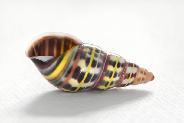 amphidromus columellaris 05-2024  0558